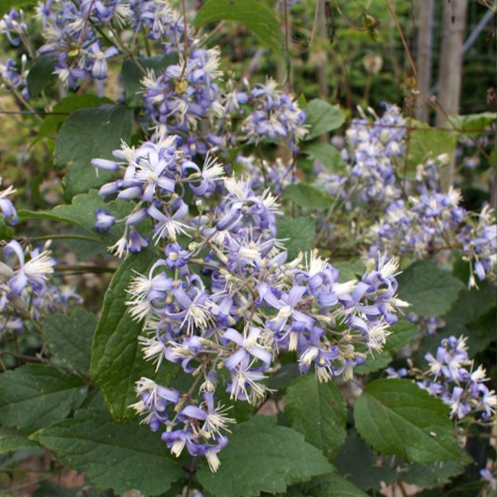 Clematis heracleifolia Stanislaus - Stauden-Waldrebe