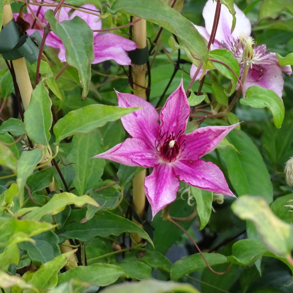 Waldrebe Isabella - Clematis