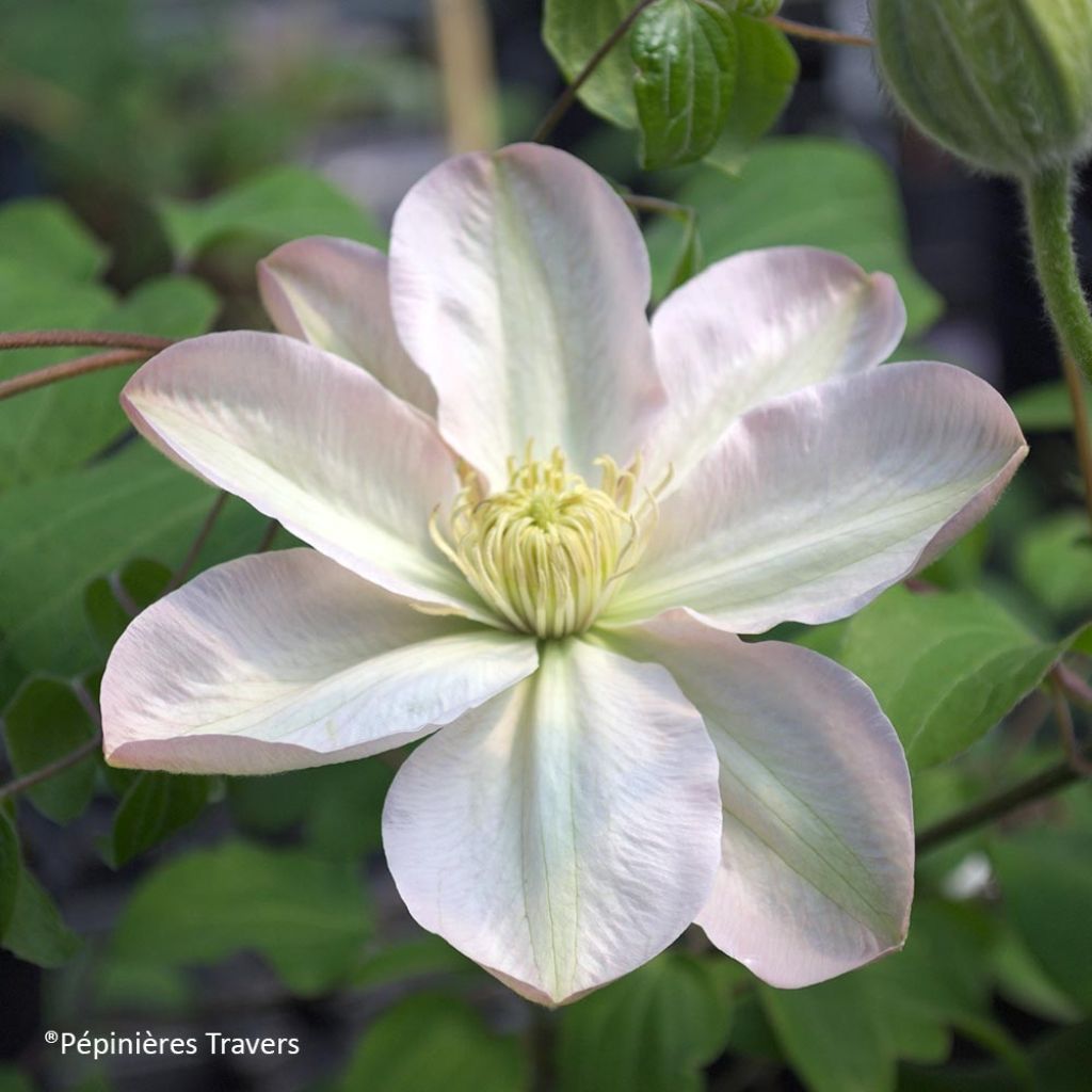 Waldrebe Jeanes Pink - Clematis