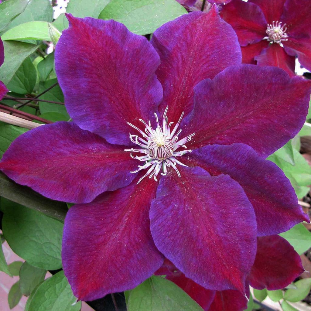 Clématite - Clematis Julka