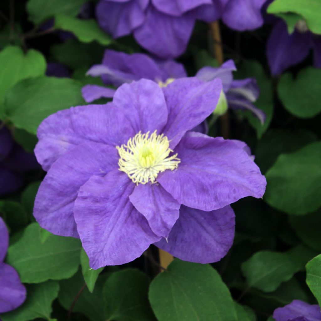 Waldrebe Kingfisher - Clematis