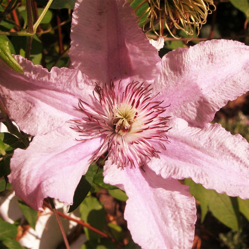 Waldrebe Marmori - Clematis