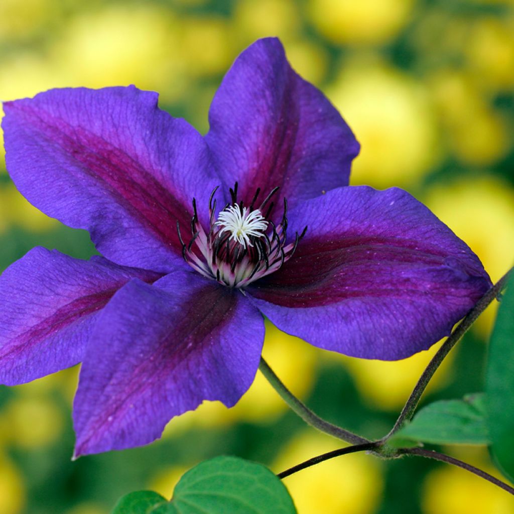 Waldrebe Mrs N. Thompson - Clematis