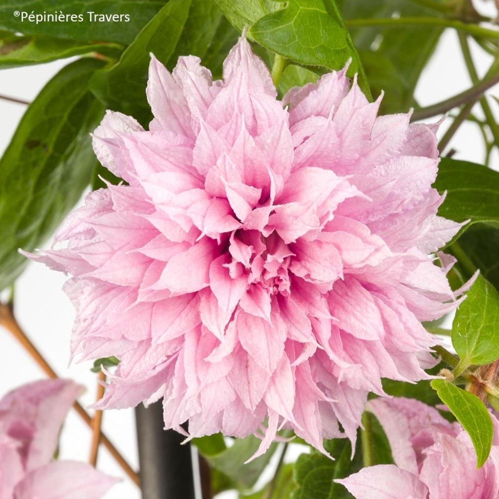 Waldrebe Multi Pink - Clematis