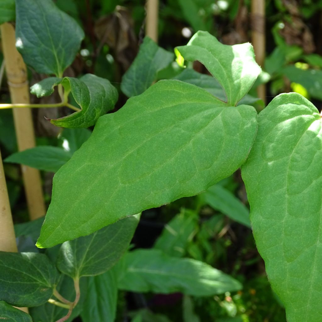 Waldrebe Niobe - Clematis