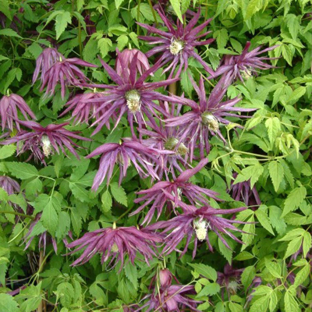 Waldrebe Octopus - Clematis