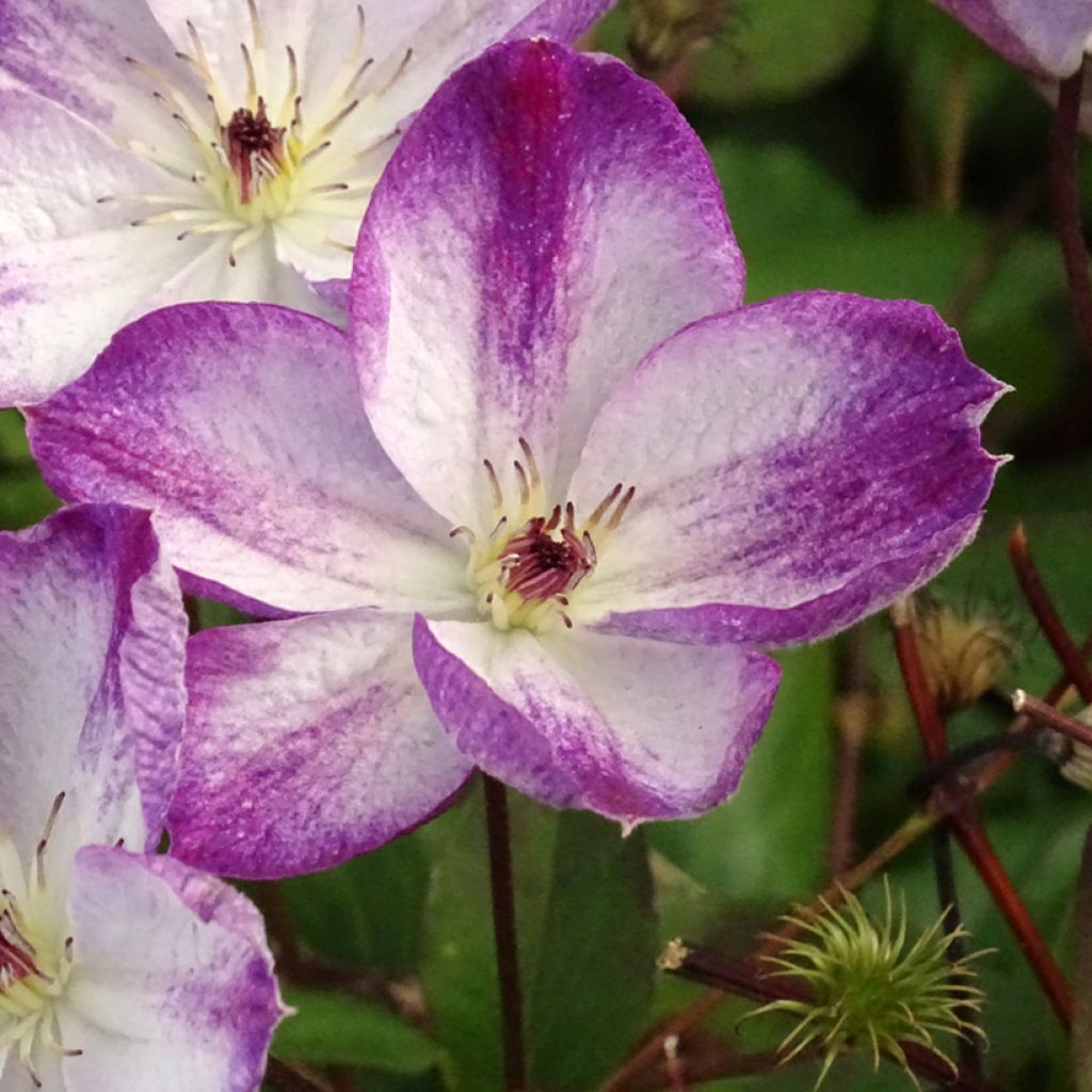 Waldrebe Pernille - Clematis