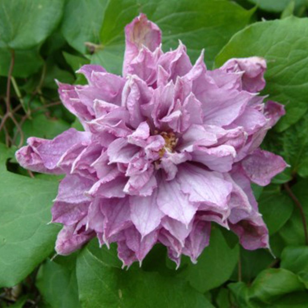 Waldrebe Proteus - Clematis