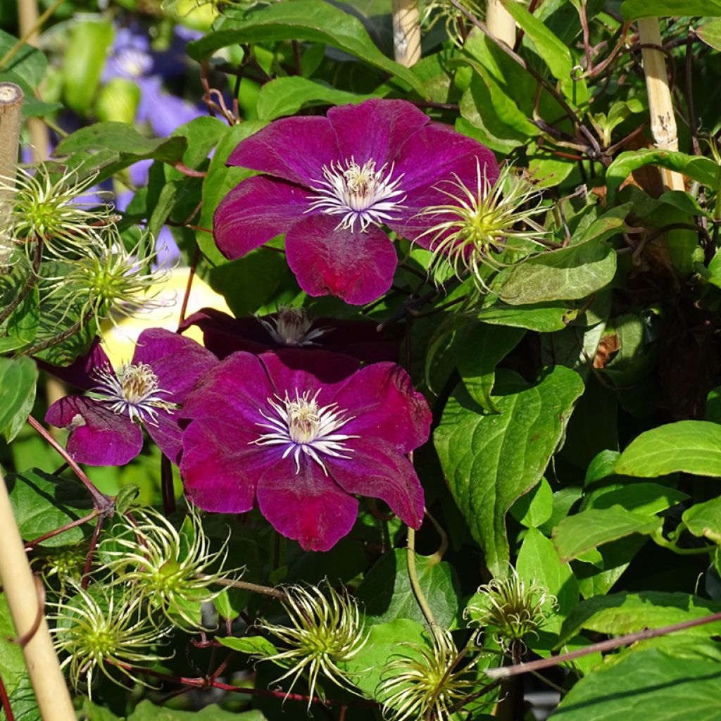 Waldrebe Rouge Cardinal - Clematis