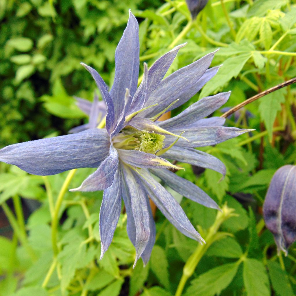 Waldrebe Spiky - Clematis