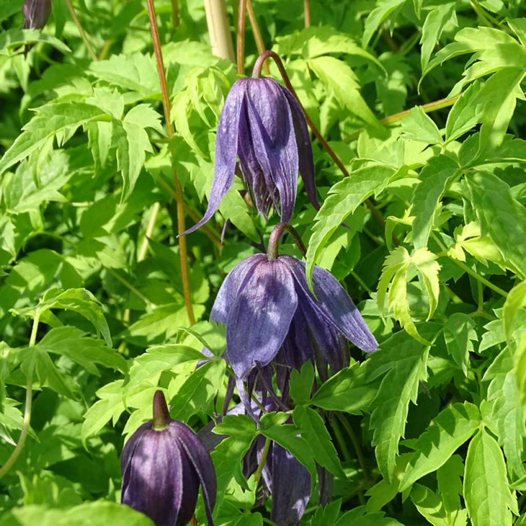 Waldrebe Spiky - Clematis