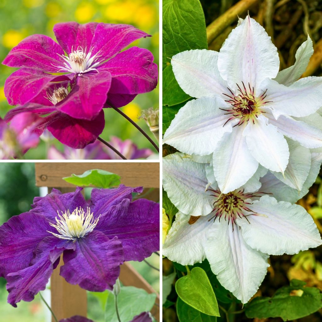 Waldrebe Mix Tricolor - Clematis