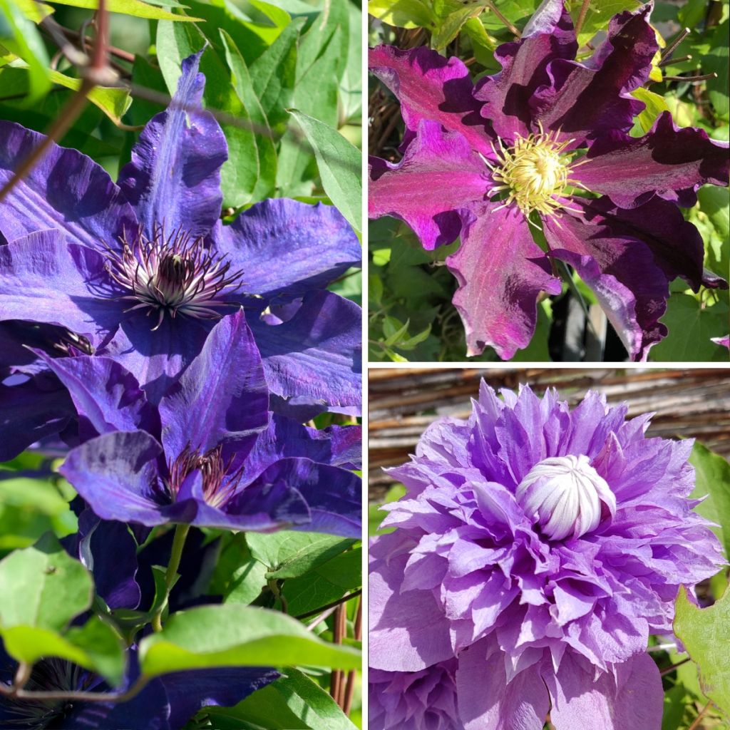 Waldrebe Mix Blue - Clematis