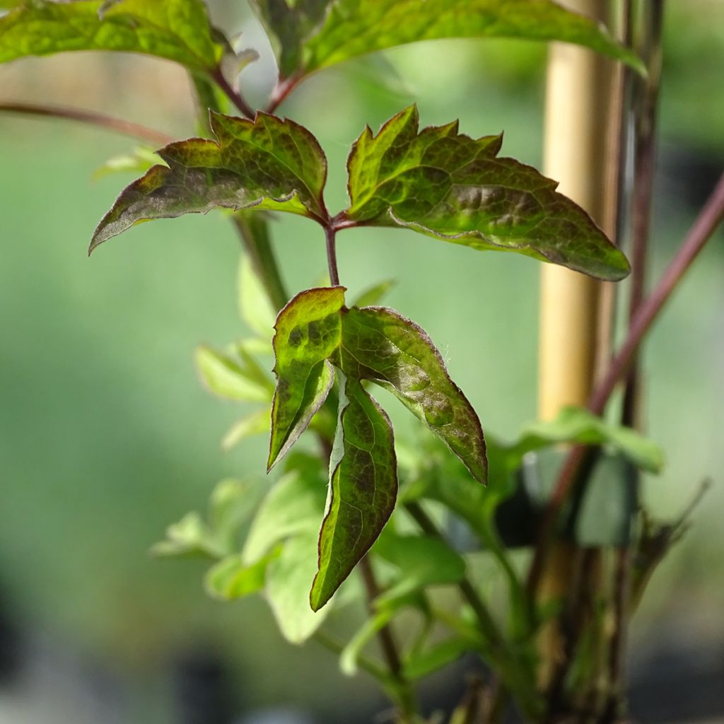 Clématite - Clematis Venosa Violacea