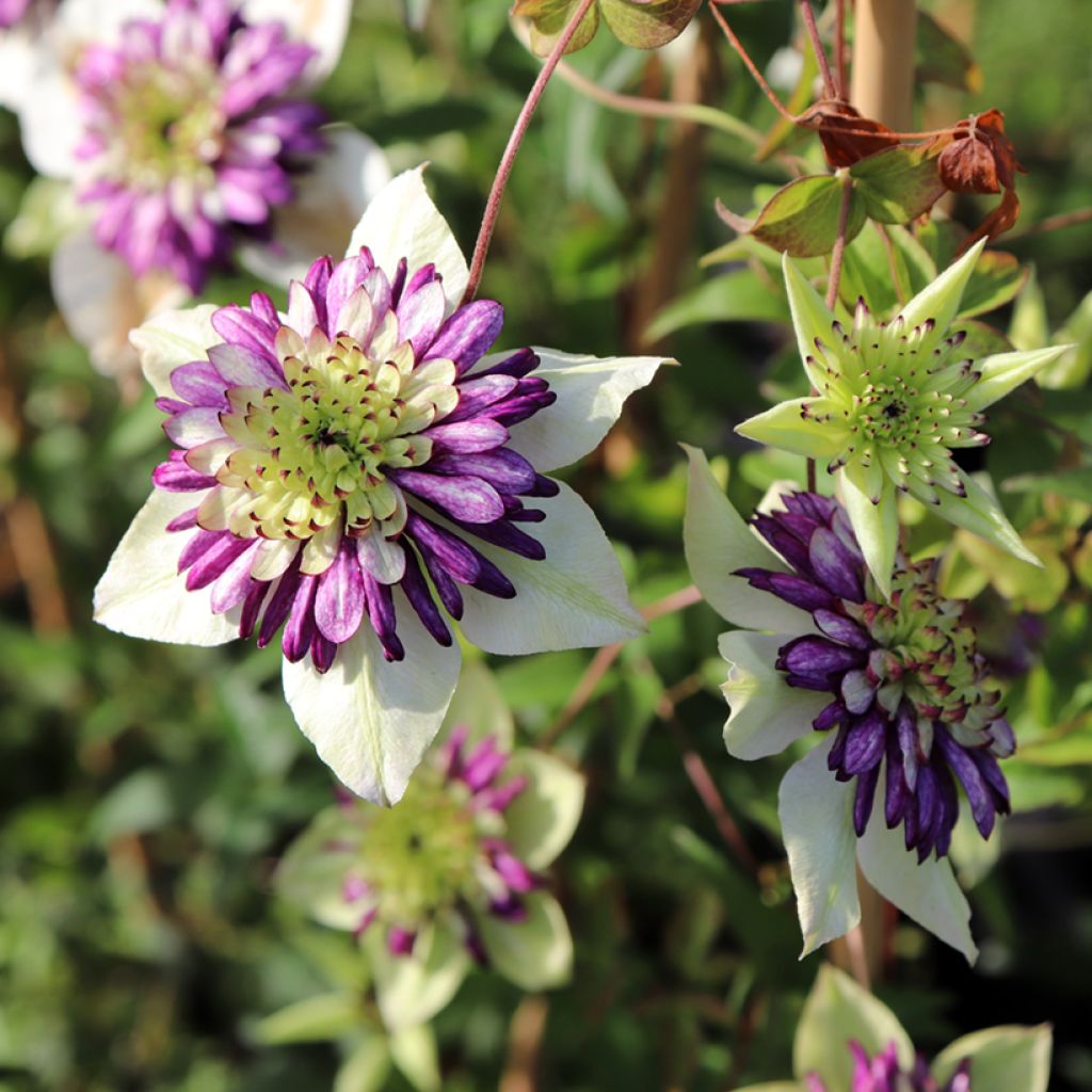 Waldrebe Viennetta - Clematis