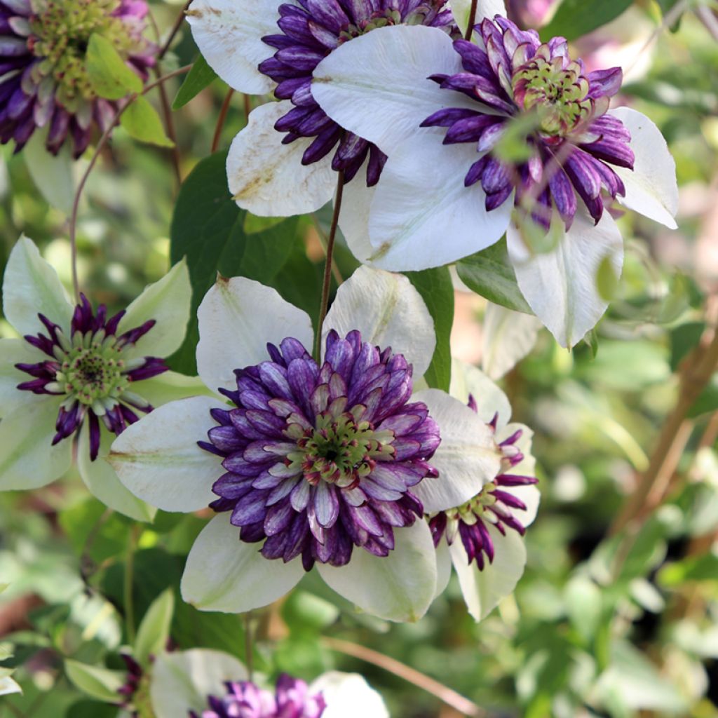 Waldrebe Viennetta - Clematis