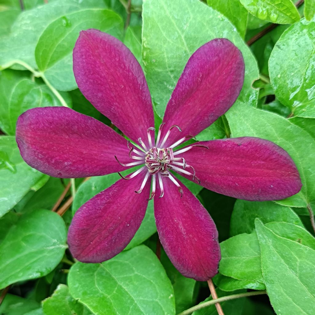 Clématite - Clematis Westerplatte