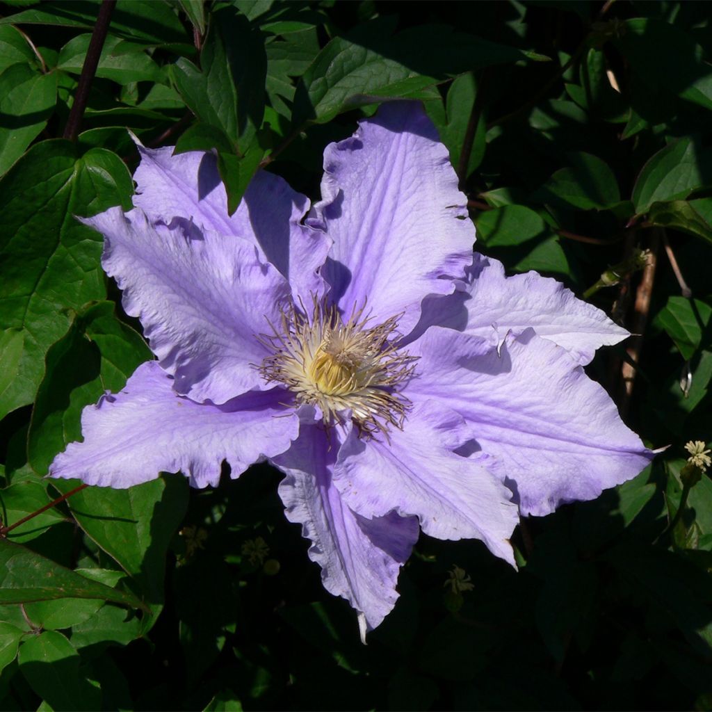 Waldrebe Will Goodwin - Clematis