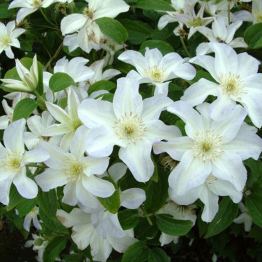 Clématite - Clematis Yukikomachi