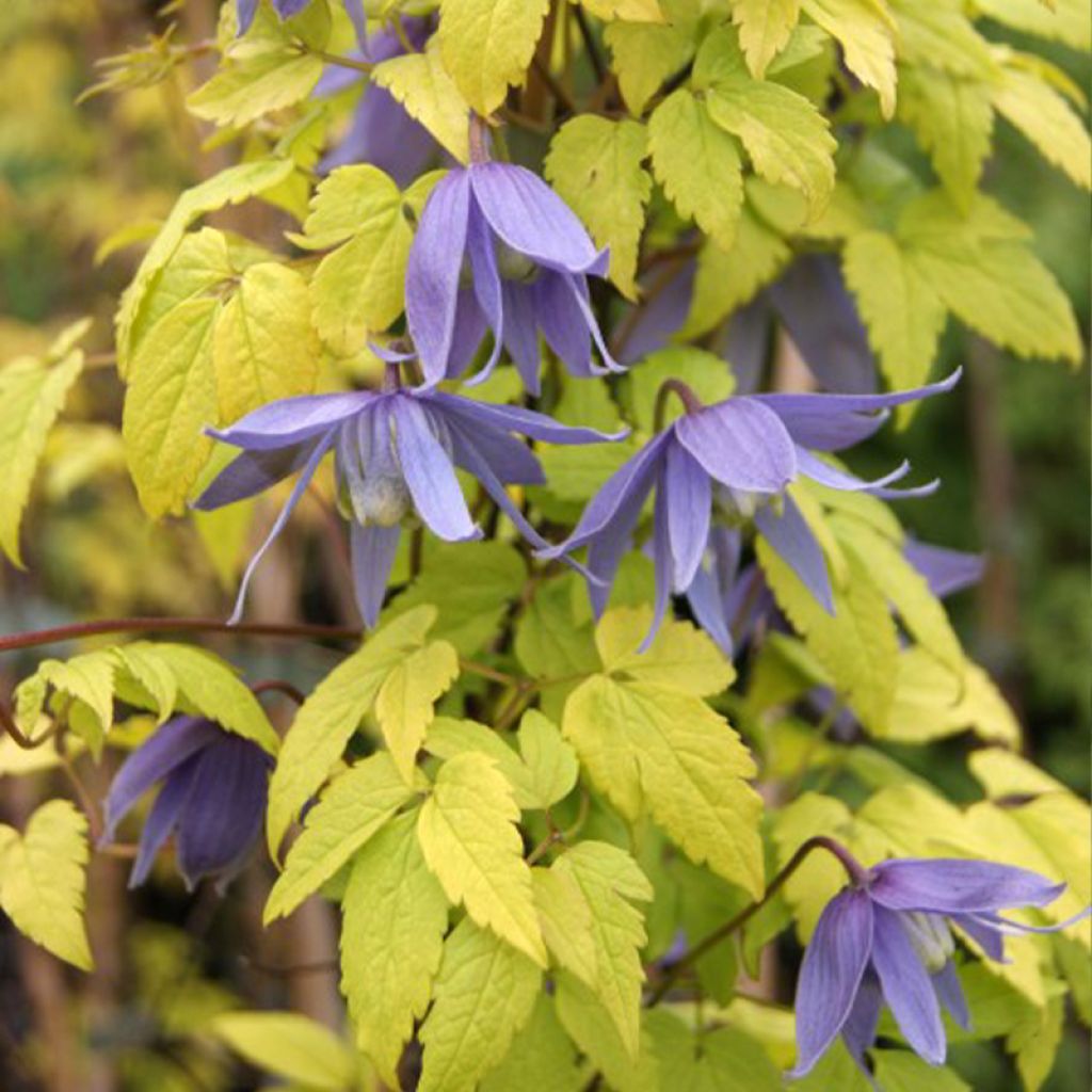 Waldrebe Stolwijk Gold - Clematis