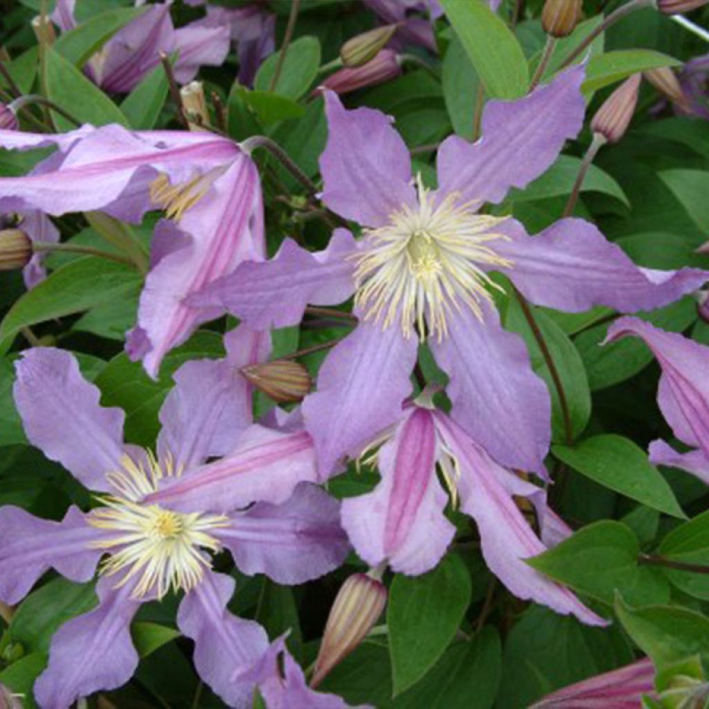 Waldrebe East River - Clematis