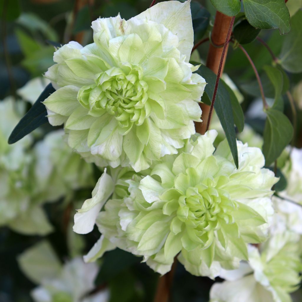 Clematis florida alba plena - Waldrebe