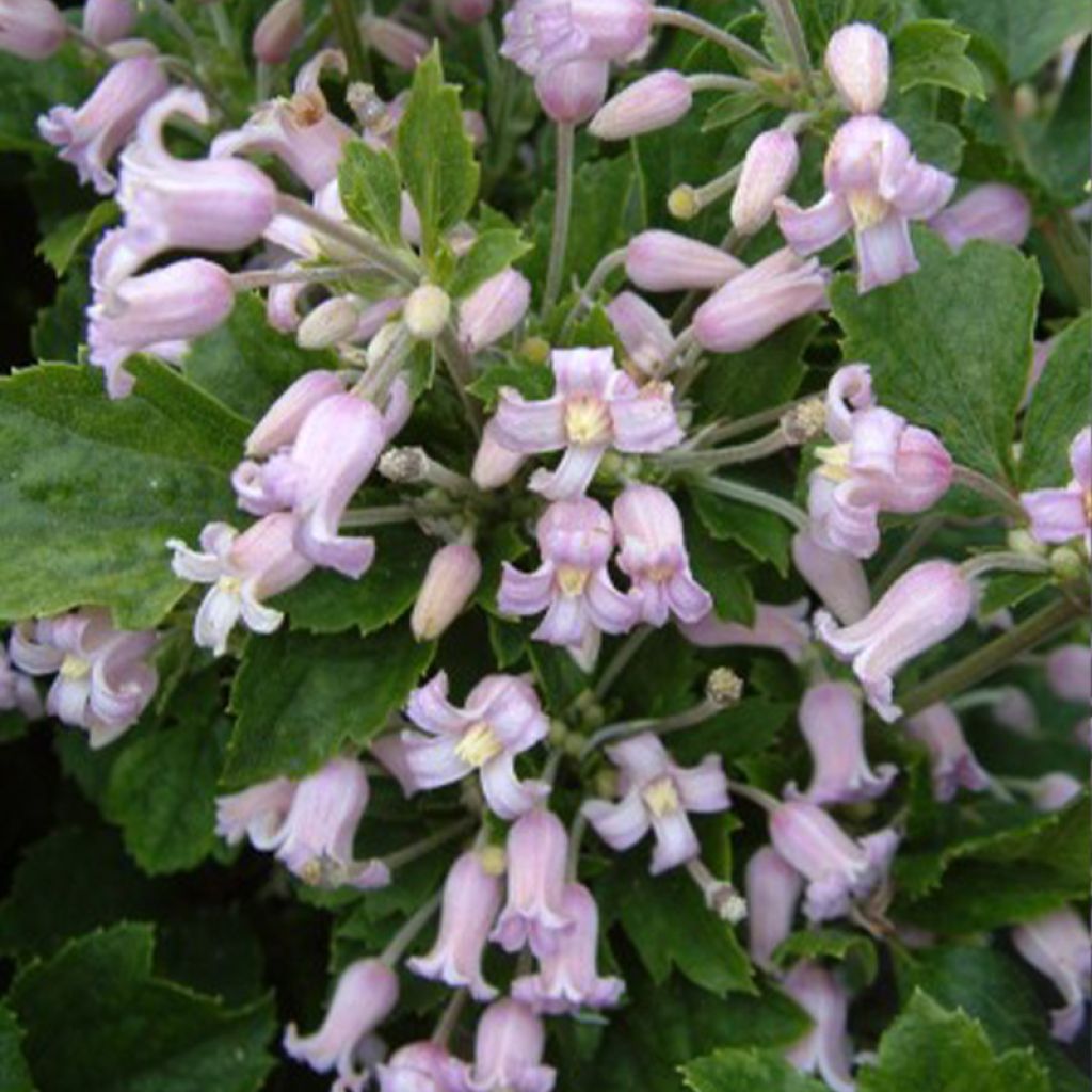 Clematis heracleifolia Pink Dwarf - Stauden-Waldrebe