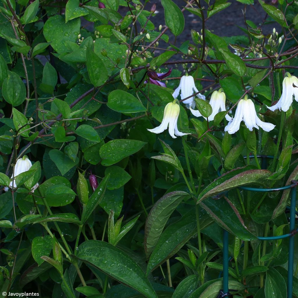 Clematis integrifolia Baby White - Stauden-Waldrebe