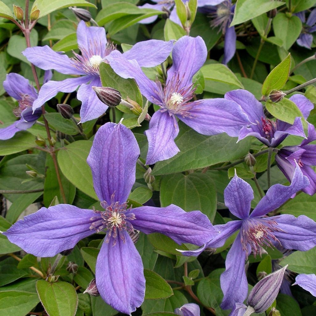 Clematis integrifolia Miranda - Stauden-Waldrebe