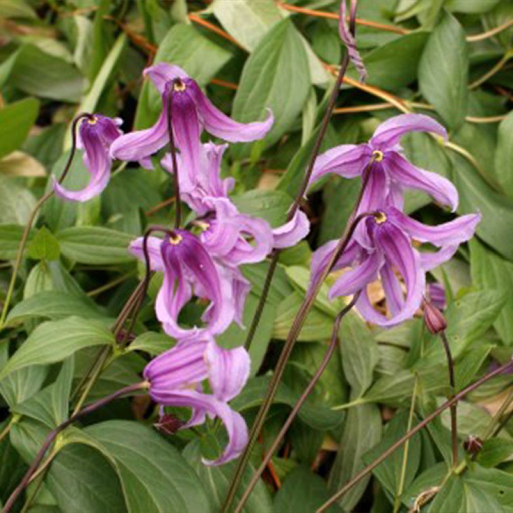 Clematis integrifolia Rosea - Stauden-Waldrebe