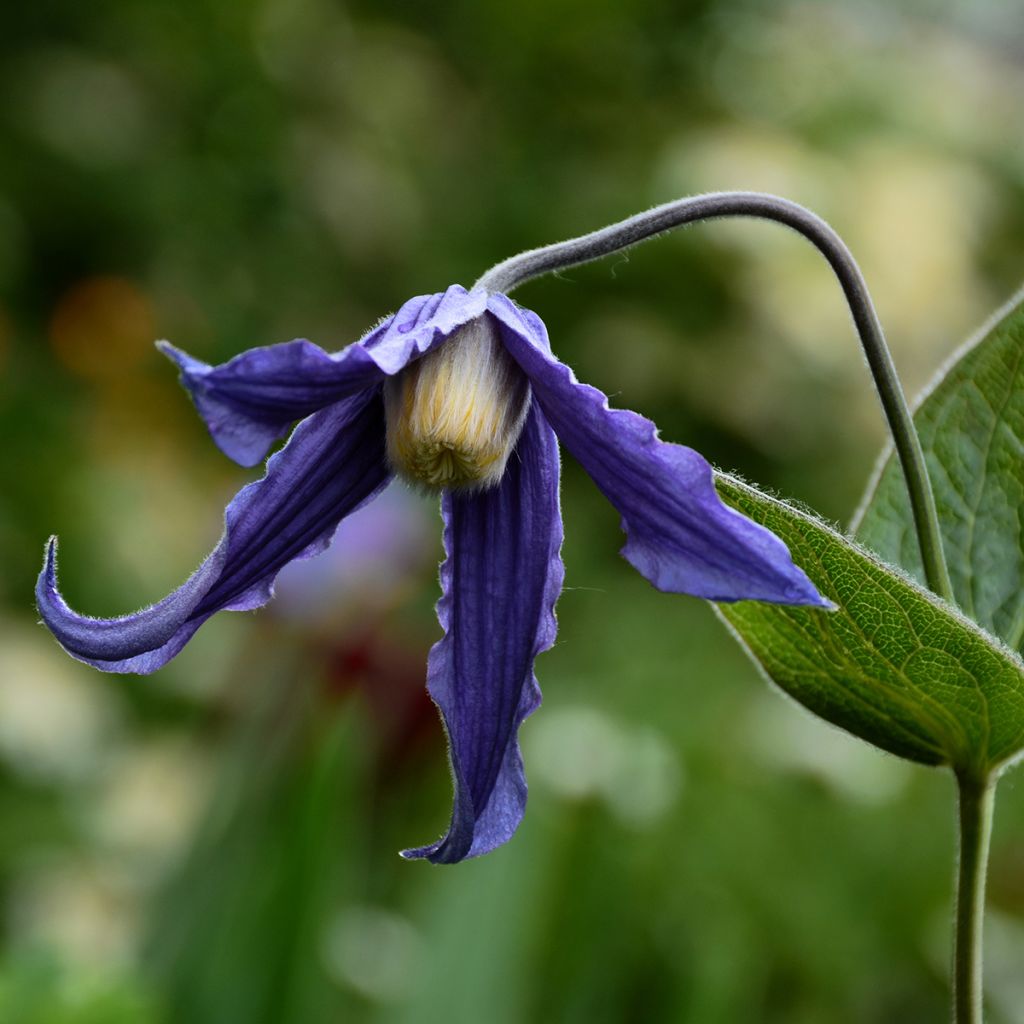 Clematis integrifolia - Stauden-Waldrebe