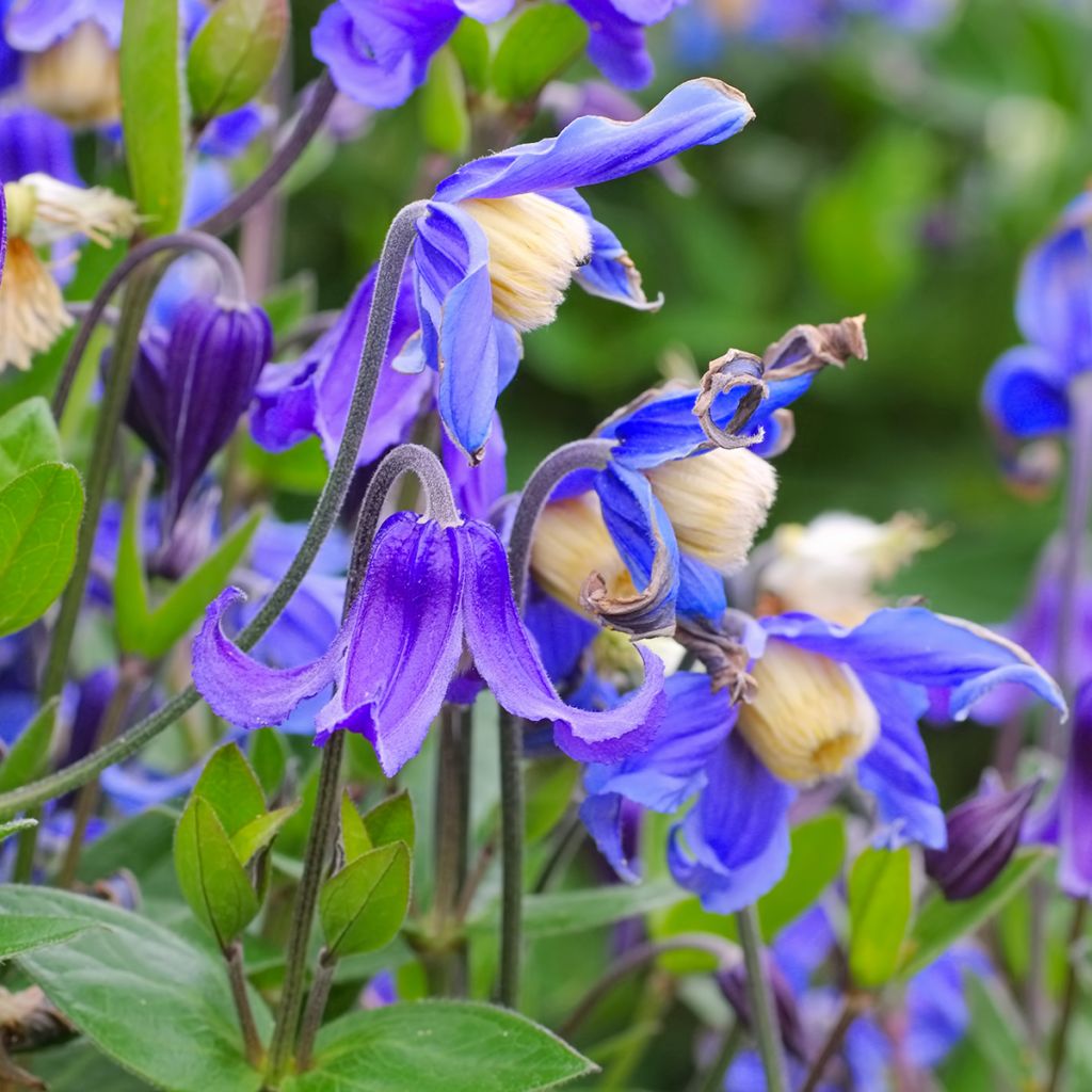 Clematis integrifolia - Stauden-Waldrebe