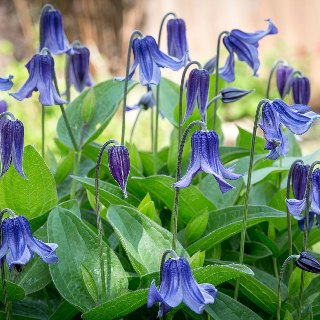 Clematis integrifolia - Stauden-Waldrebe