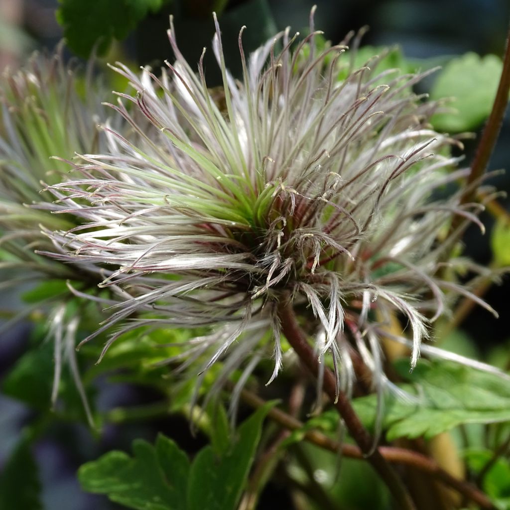 Clématite - Clematis macropetala Markham's Pink