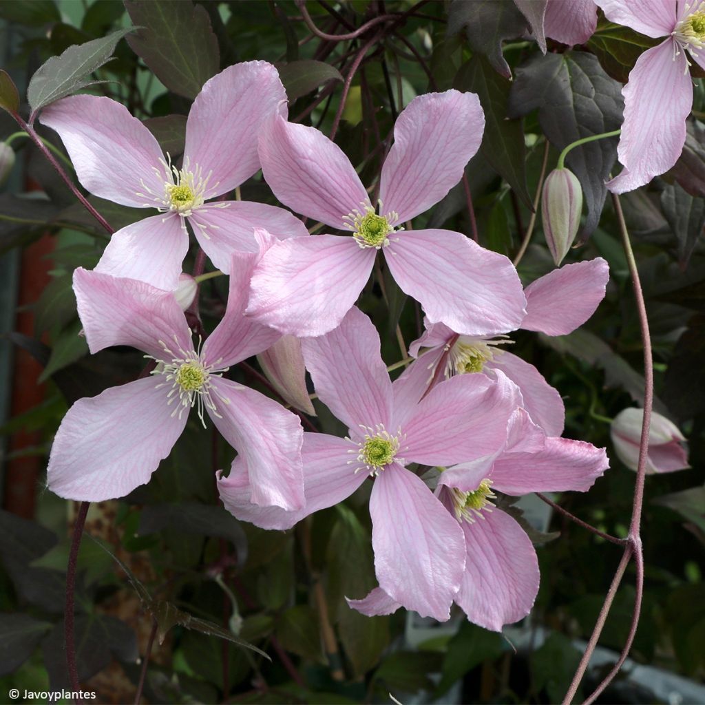 Clematis montana Elizabeth - Berg-Waldrebe