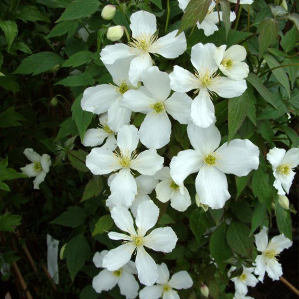 Clematis montana Grandiflora - Berg-Waldrebe