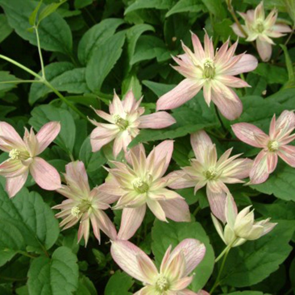 Clematis montana Marjorie - Berg-Waldrebe