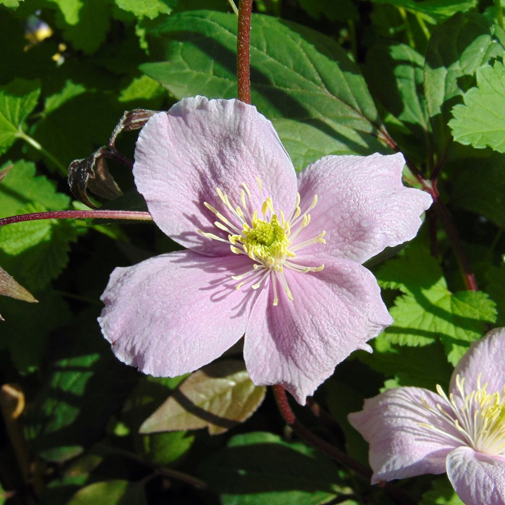 Clématite - Clematis montana Mayleen