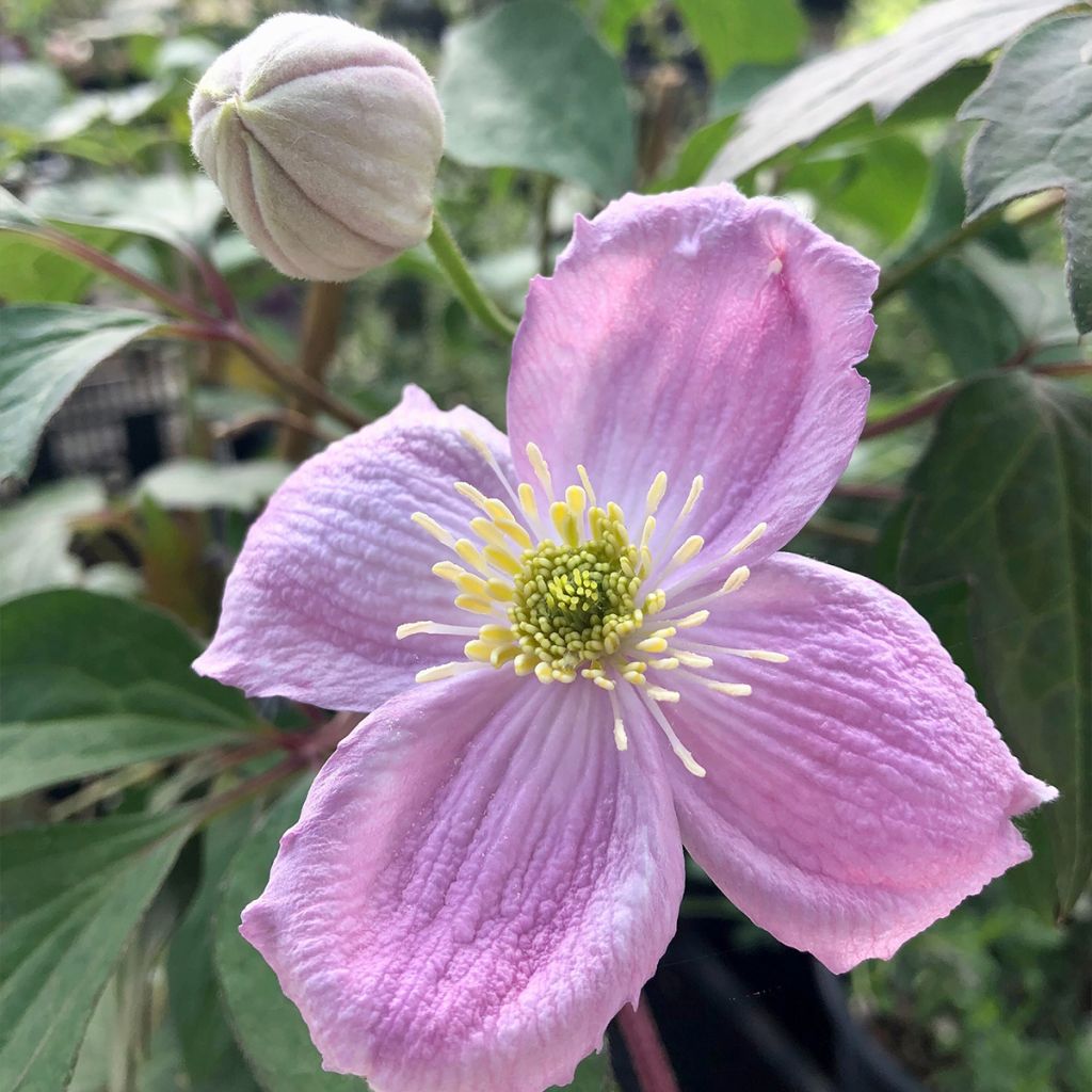 Waldrebe Sanssouci - Clematis