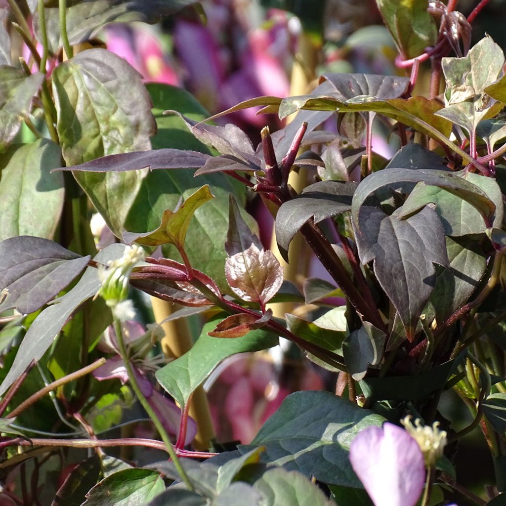 Clématite - Clematis montana Van Gogh