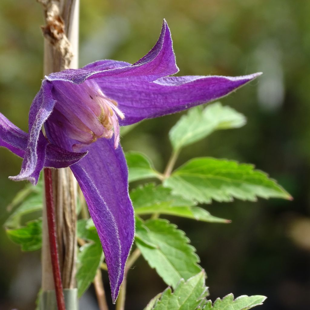 Clématite - Clematis ochroleuca (alpina) Tage Lundell