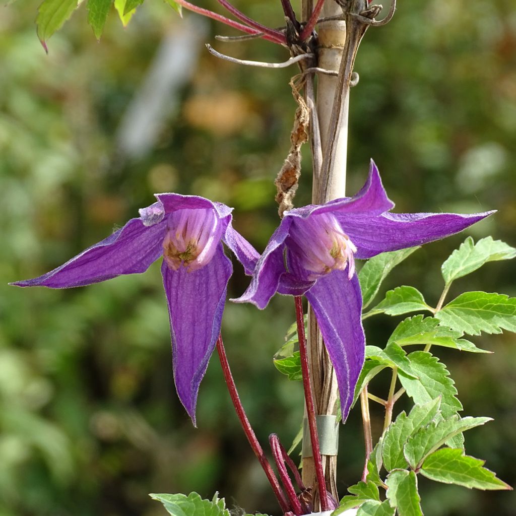 Clématite - Clematis ochroleuca (alpina) Tage Lundell