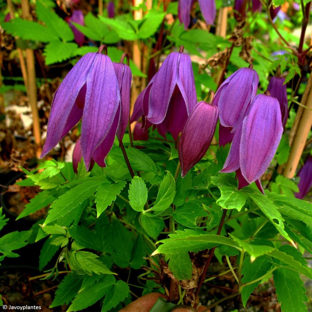 Waldrebe Tage Lundell - Clematis