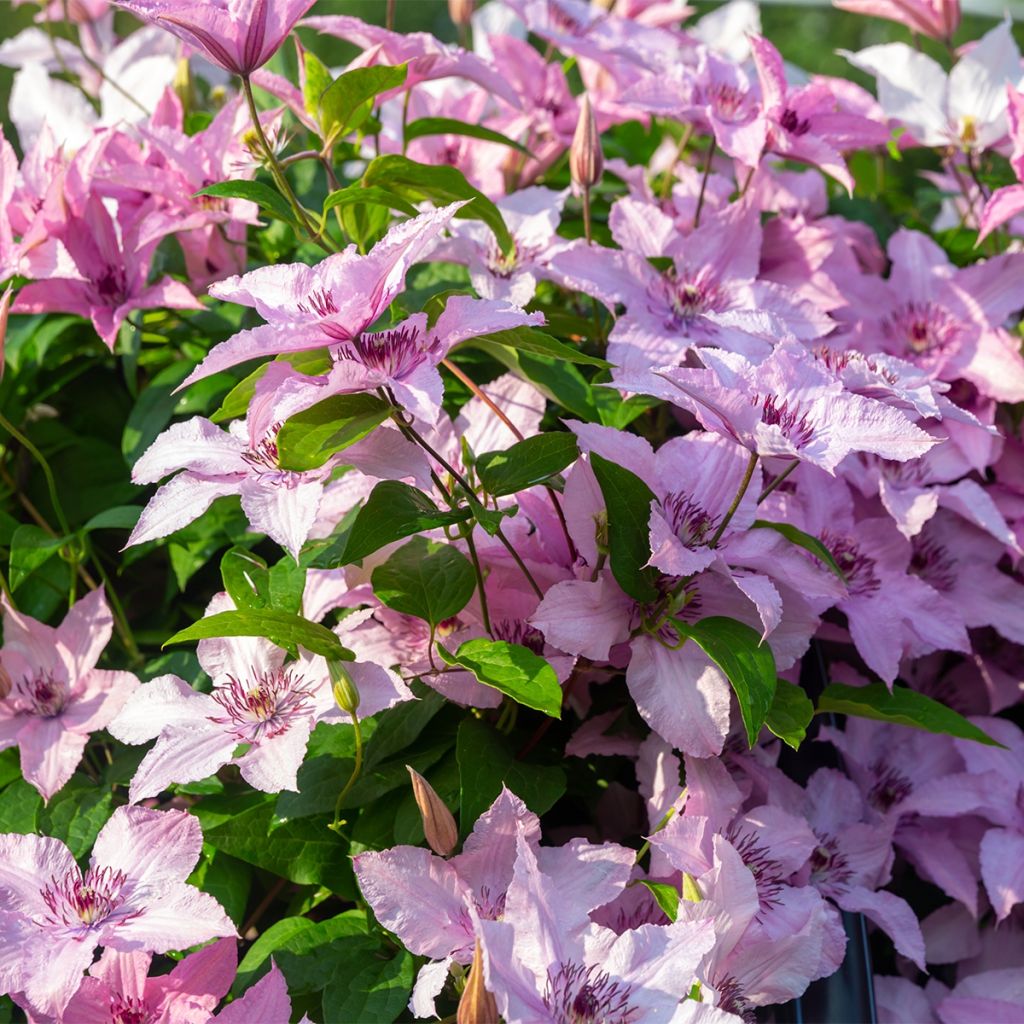 Clématite - Clematis patens Mandy