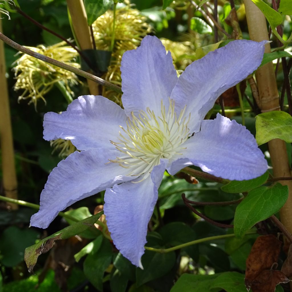 Waldrebe Spotlight - Clematis