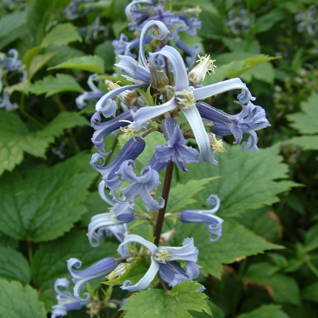 Waldrebe stans - Clematis