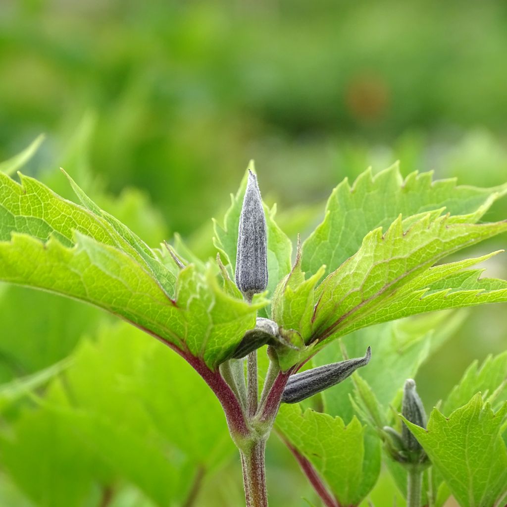 Clématite - Clematis stans