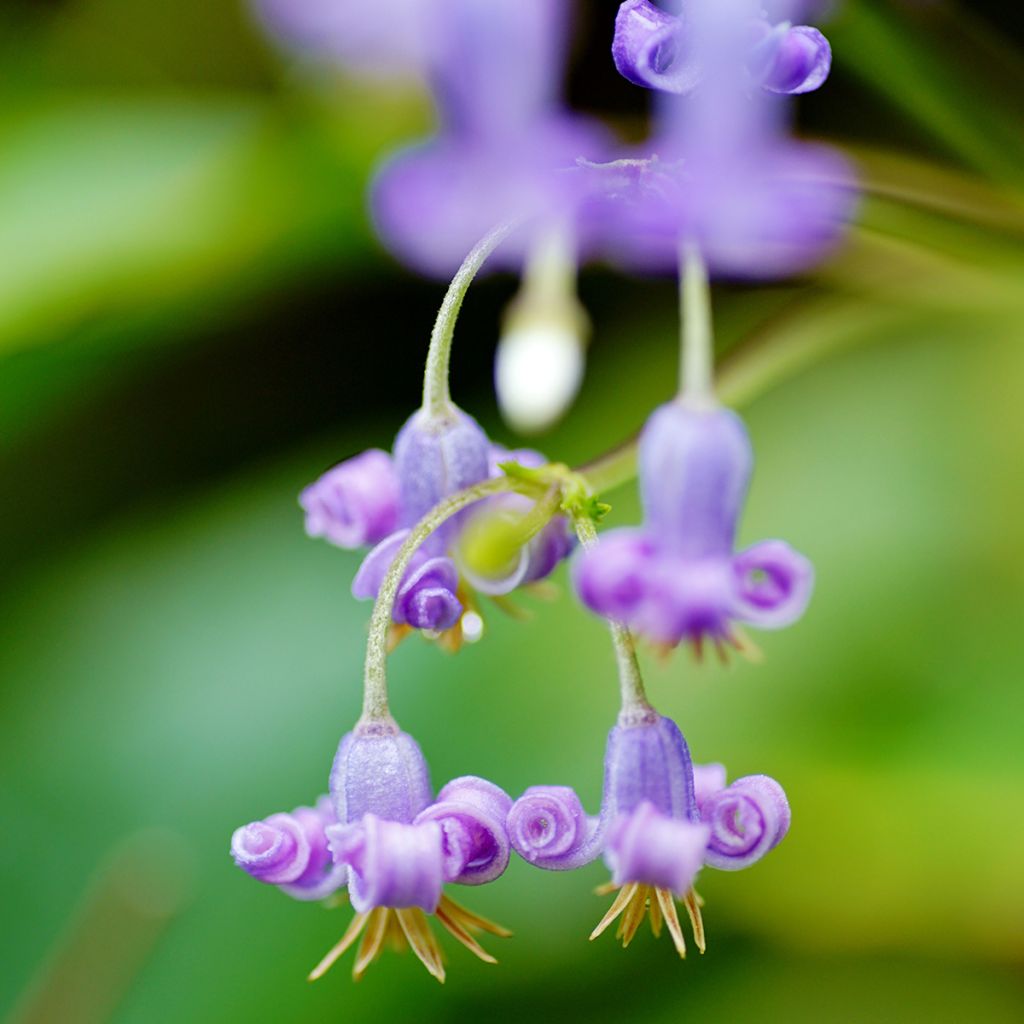 Waldrebe stans - Clematis