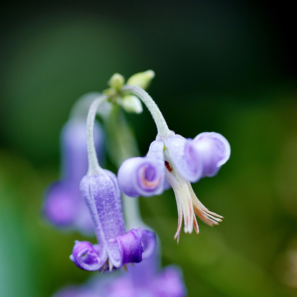 Waldrebe stans - Clematis