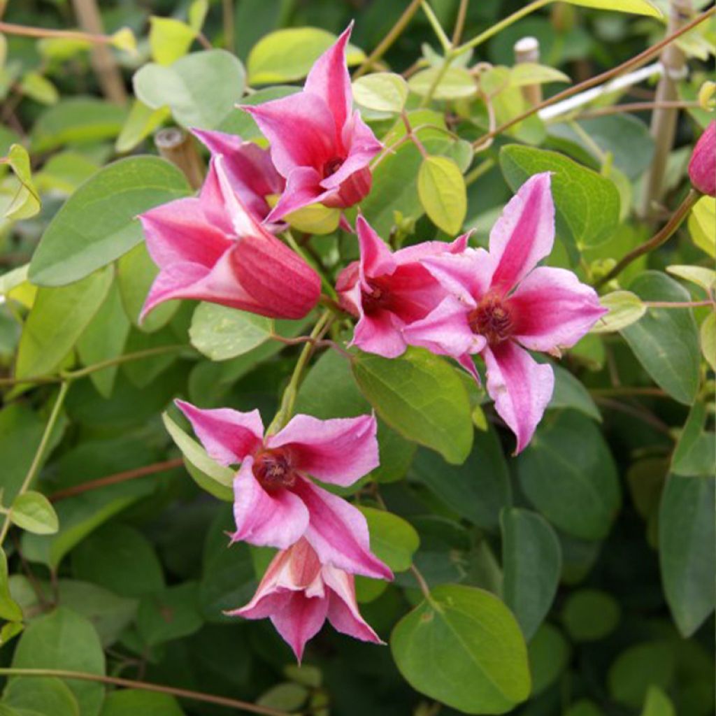 Clematis texensis Duchess of Albany - Texas-Waldrebe